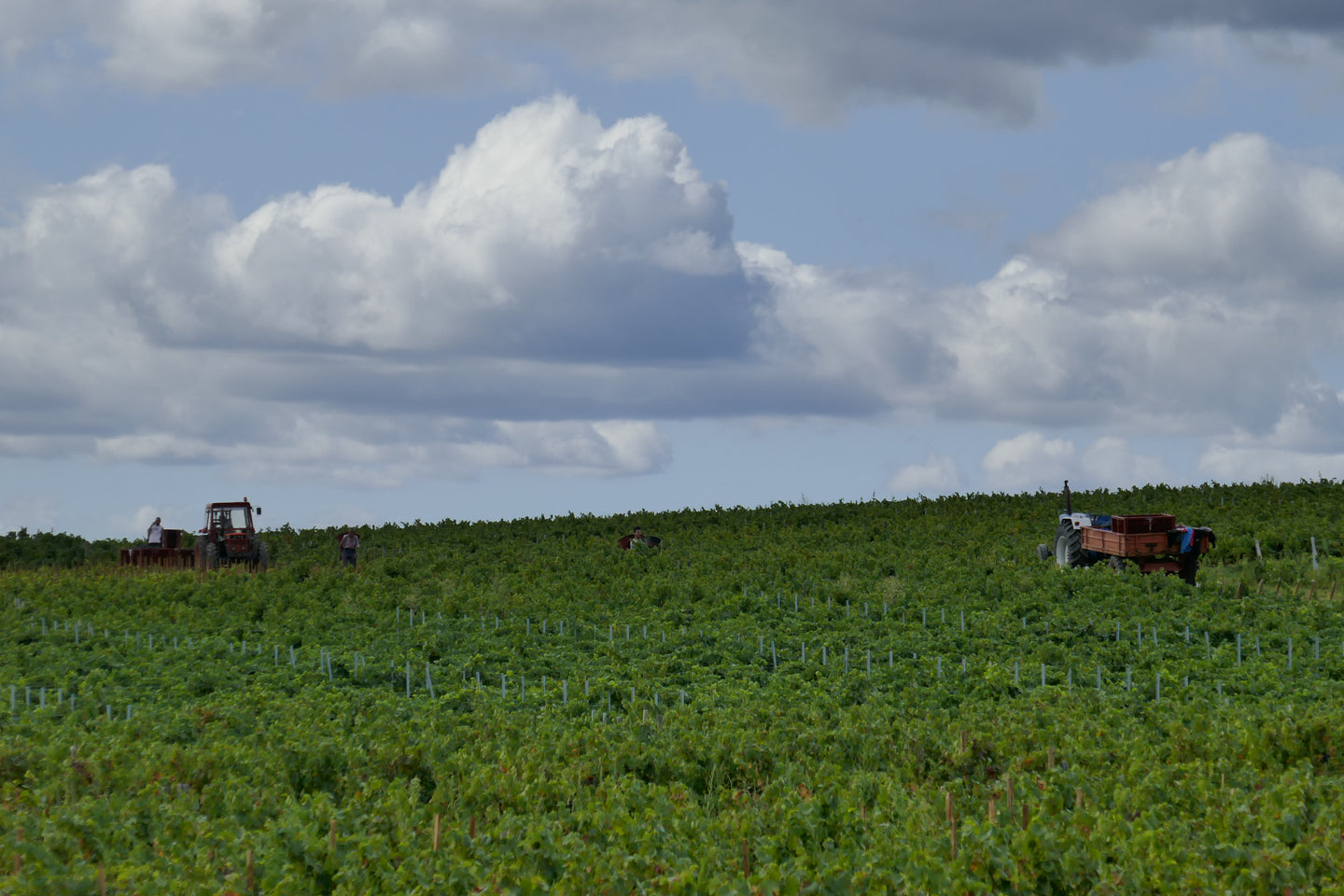 Beaujolais