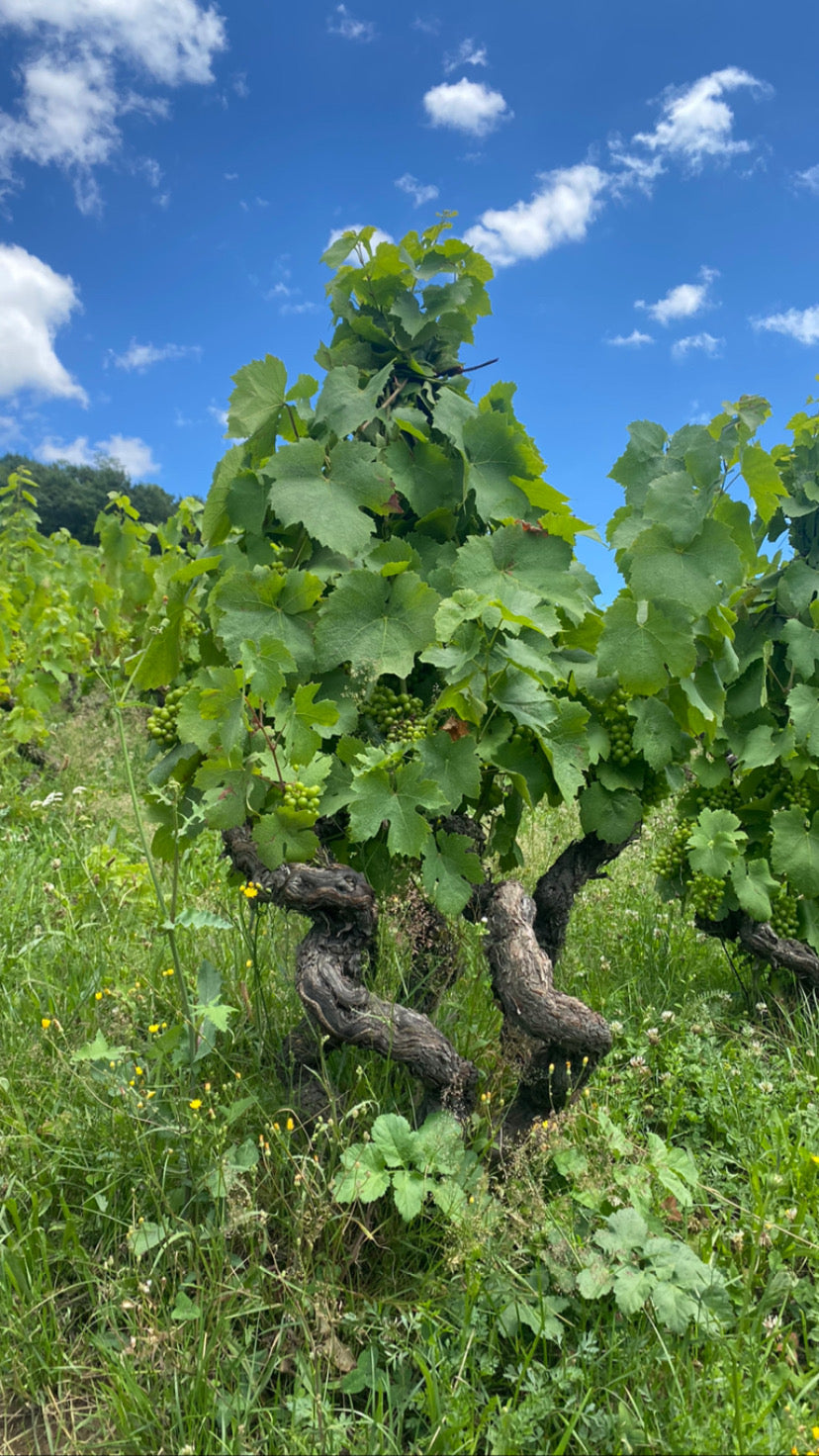 Nicolas Chemarin Beaujolais Nouveau 1er Jus 2024
